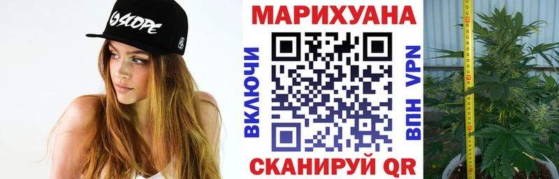 Бошки Шишки гибрид  закладка  Великий Устюг 